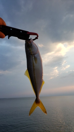 ツバスの釣果