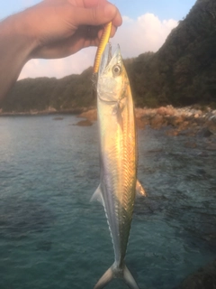 サゴシの釣果