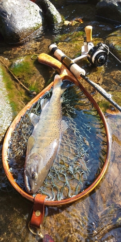 ヤマメの釣果