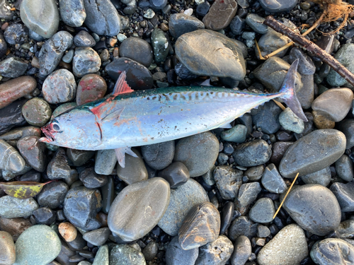 マルソウダの釣果