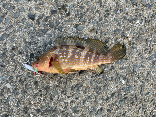 オオモンハタの釣果