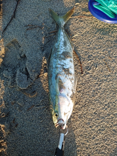 ワカシの釣果