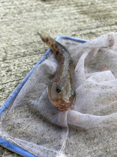 ハゼの釣果