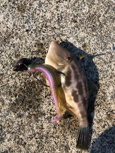 カワハギの釣果