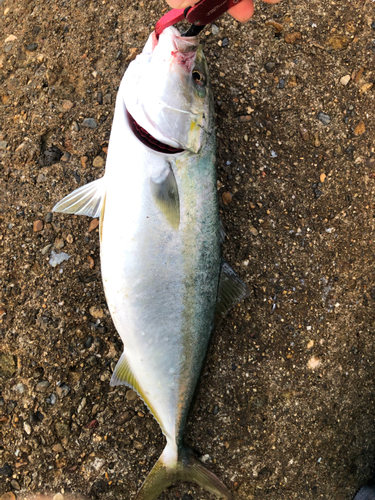 ハマチの釣果