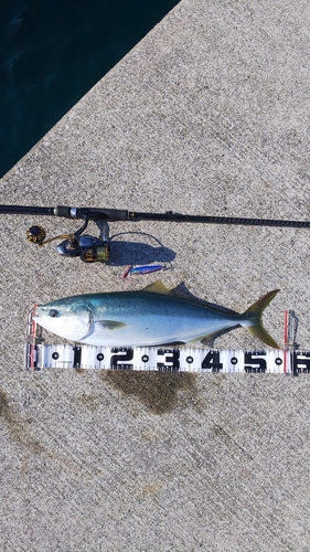 イナダの釣果