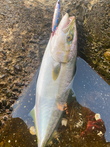 イナダの釣果