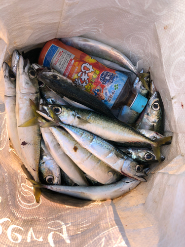 サバの釣果