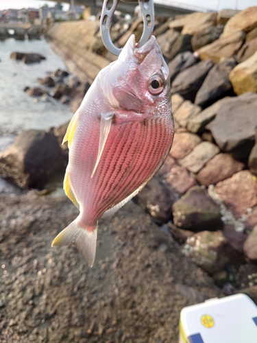 ヘダイの釣果