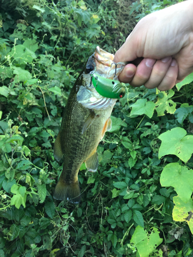 ラージマウスバスの釣果