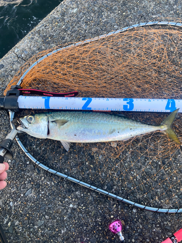 サバの釣果