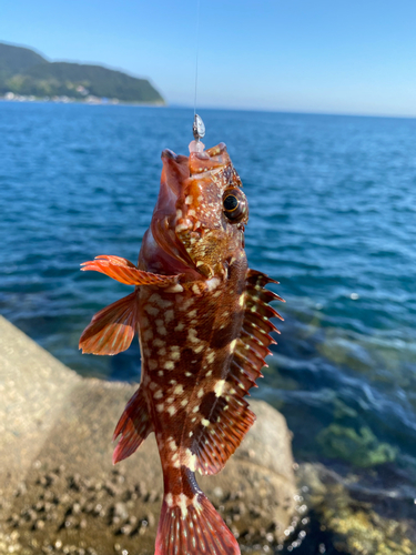 ガシラの釣果