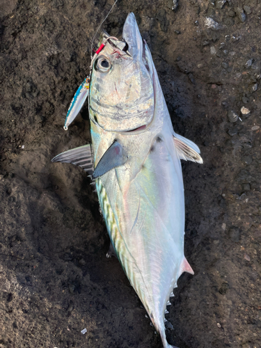 カツオの釣果