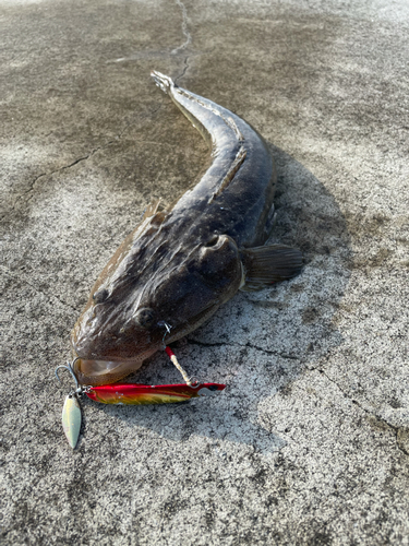 マゴチの釣果