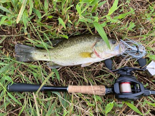 ブラックバスの釣果