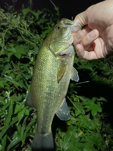 ラージマウスバスの釣果