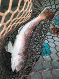 シロアマダイの釣果