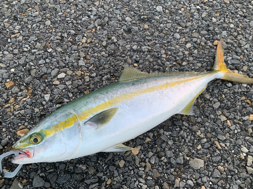 イナダの釣果