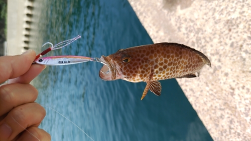 オオモンハタの釣果