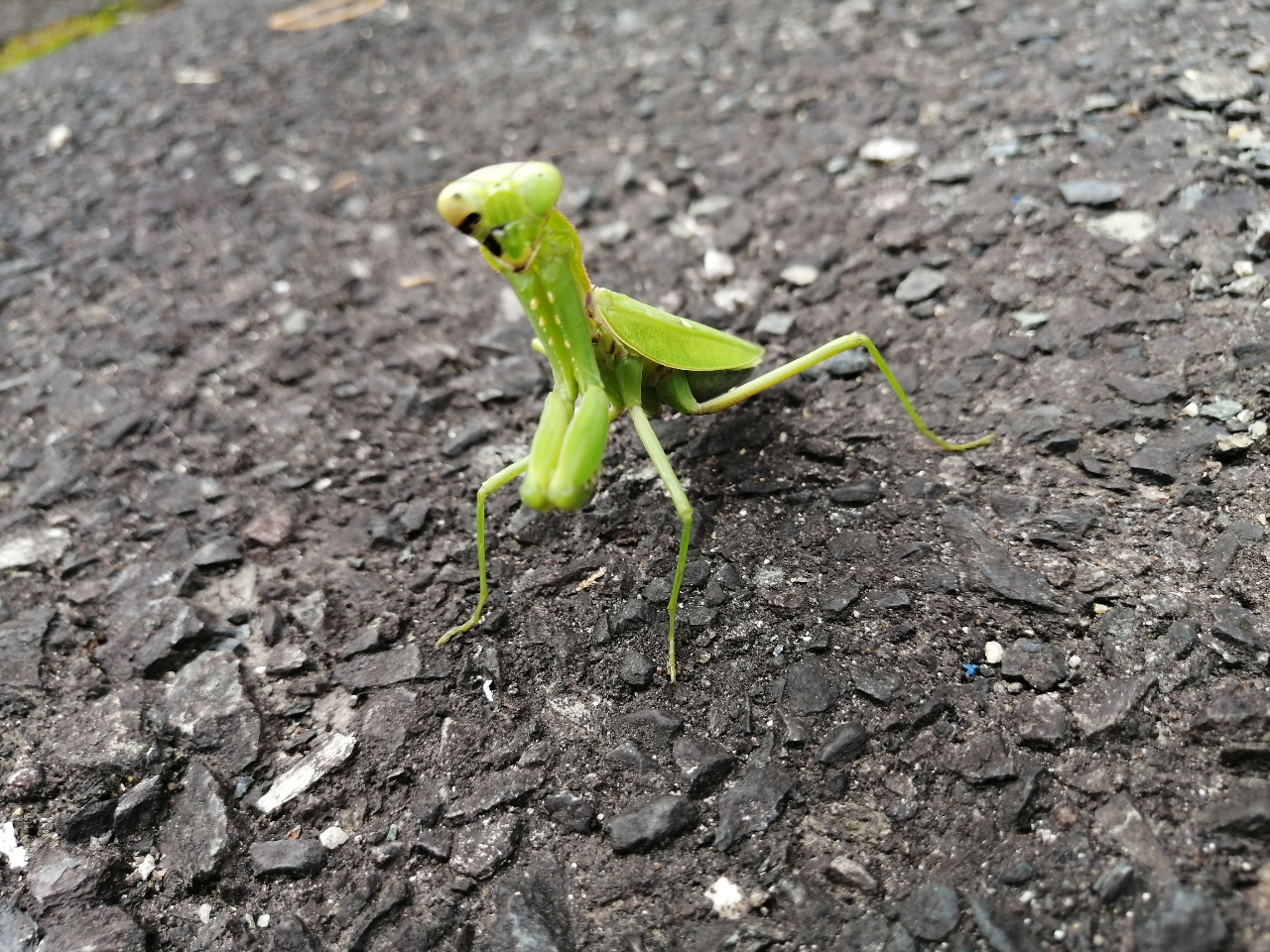 カマキリ