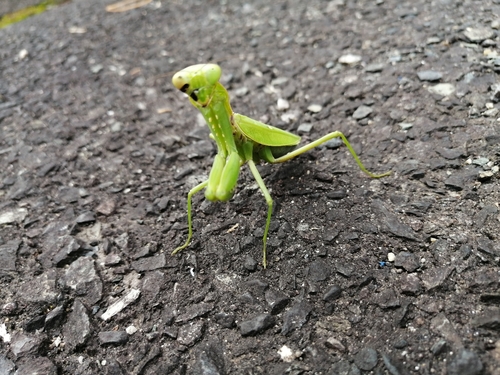 カマキリの釣果