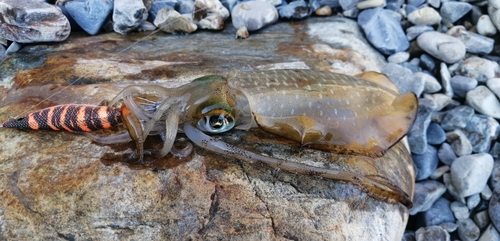 アオリイカの釣果