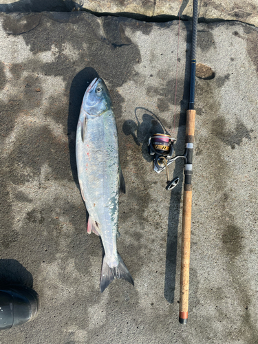 シロザケの釣果