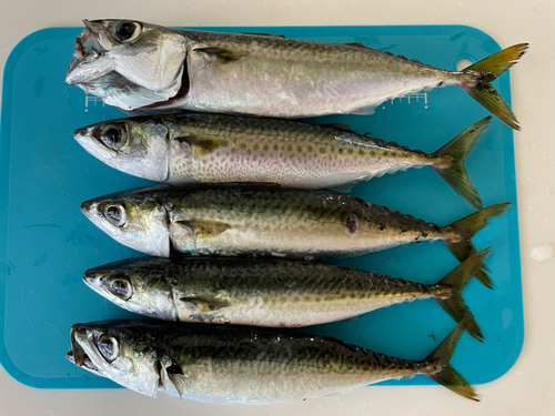 サバの釣果