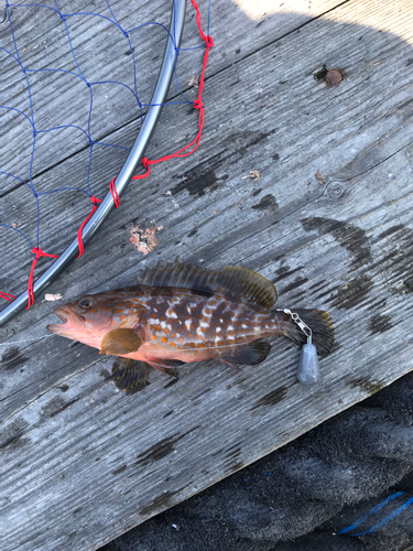 アラカブの釣果