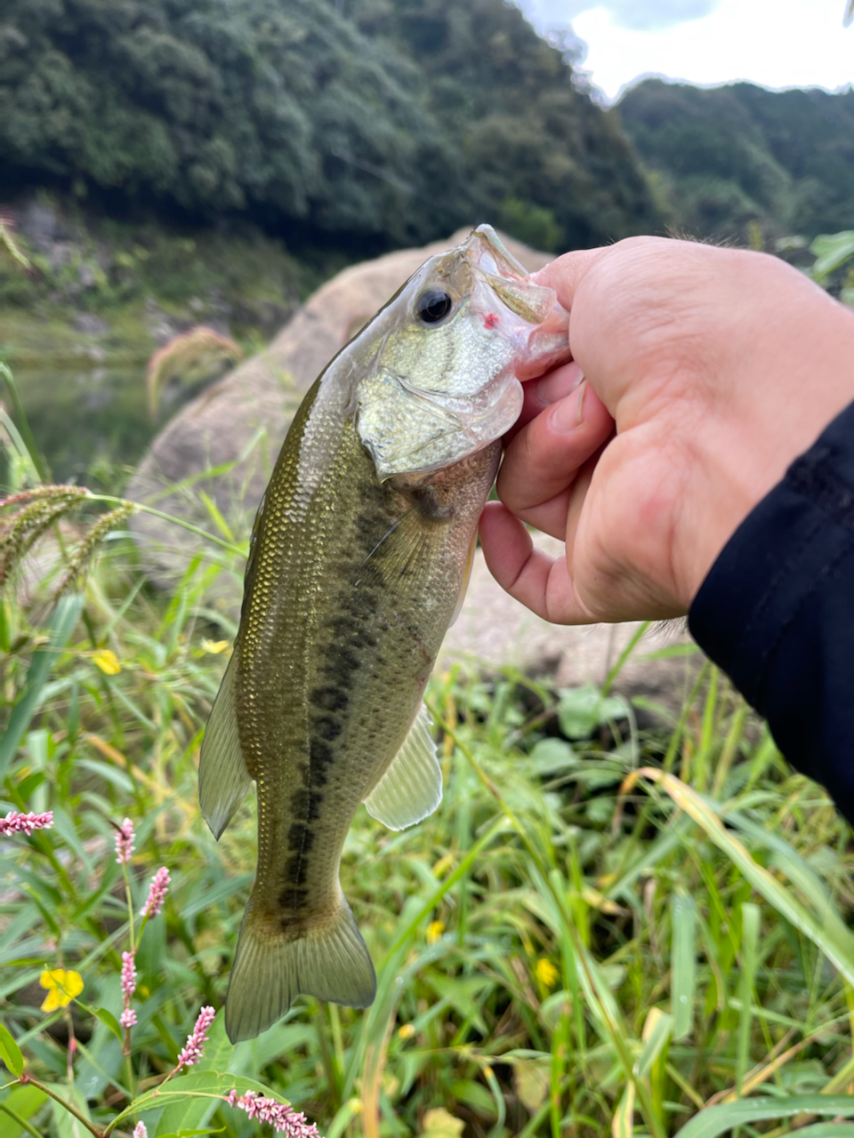 ブラックバス