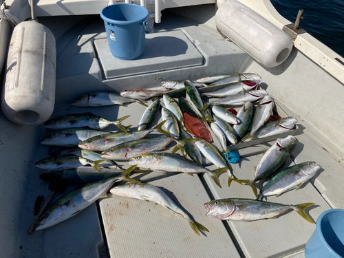 ハマチの釣果