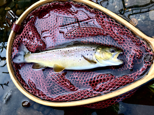 ブラウントラウトの釣果