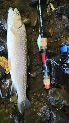 イワナの釣果