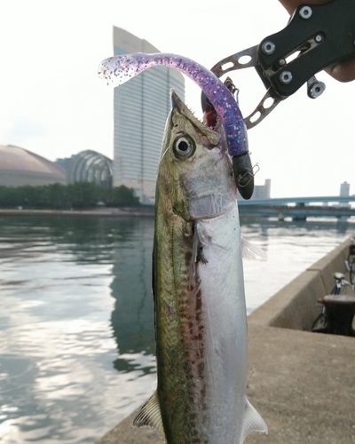 サゴシの釣果