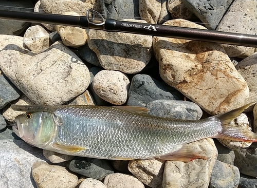 ハスの釣果