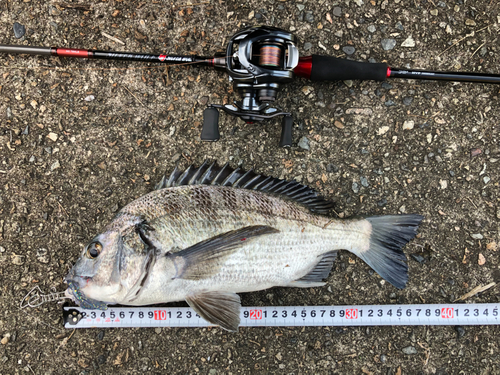 クロダイの釣果