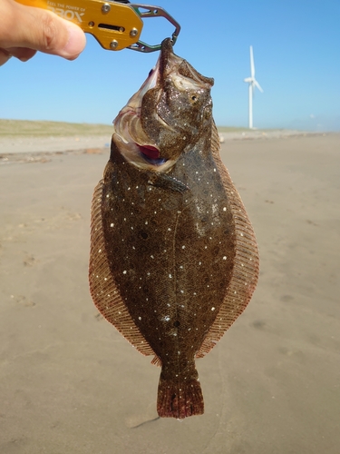 ソゲの釣果