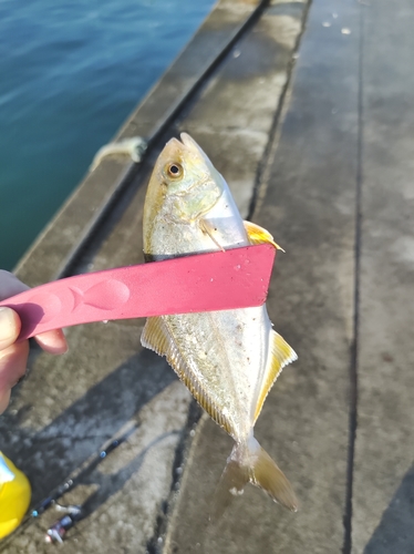 ショゴの釣果