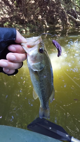 ブラックバスの釣果