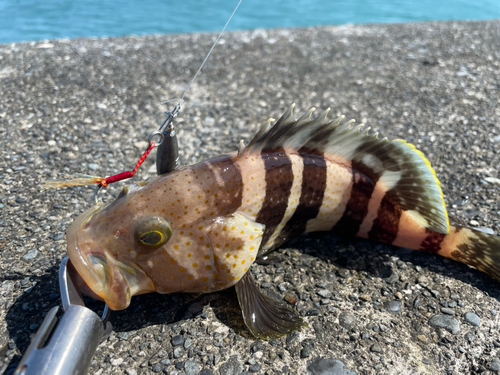 アオハタの釣果