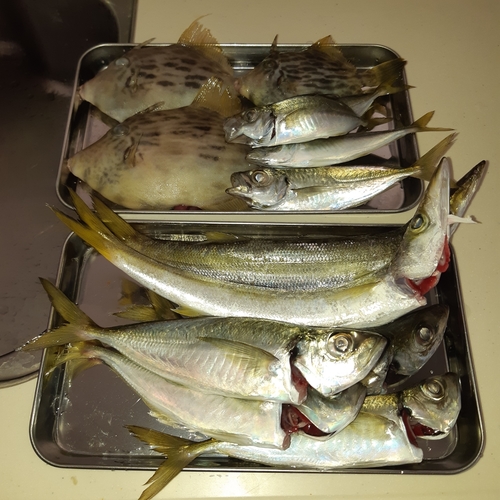 カマスの釣果