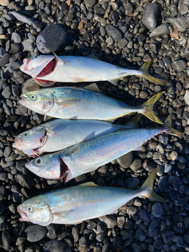 サバの釣果