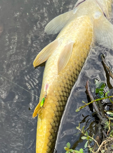 コイの釣果