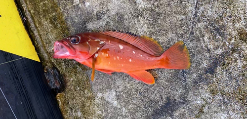 アカハタの釣果