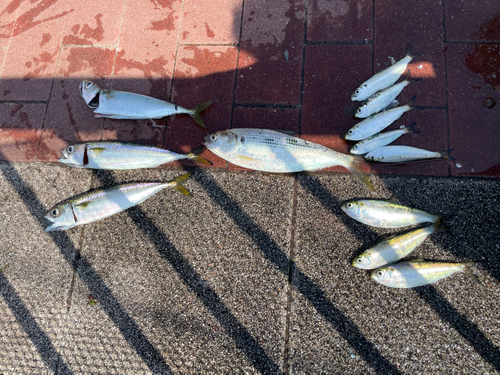 コノシロの釣果