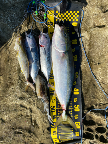 メジロの釣果