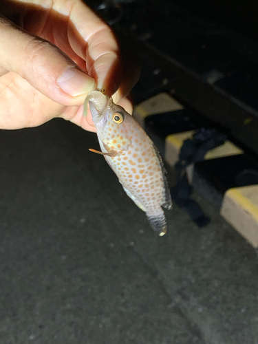 オオモンハタの釣果