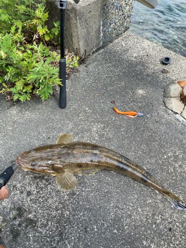 マゴチの釣果