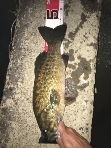 スモールマウスバスの釣果