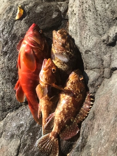 アカハタの釣果